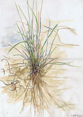 Touffes d'herbe