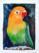 Parrot Aquarelle